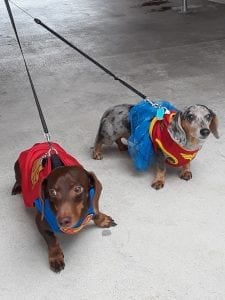 Dachshund Weiner Festival @ T.Y. Park | | |